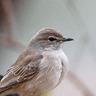 Pale Flycatcher