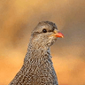 Natal Spurfowl