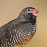 Quailfinch