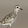 Grey Plover