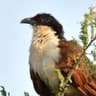 Coppery-tailed Coucal