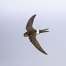 White-rumped Swift