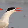 Caspian Tern