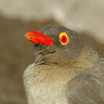 Red-billed Oxpecker