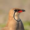 Collared Pratincole