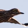 Spotted Thick-knee