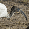 African Sacred Ibis