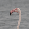 Greater Flamingo