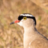 Crowned Lapwing