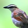 Black-crowned Tchagra