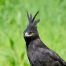 Long-crested Eagle