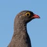 Red-billed Spurfowl