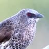 Hartlaub's Babbler