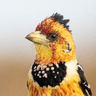 Crested Barbet