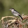 Black-backed Puffback