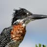 Giant Kingfisher