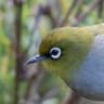 Cape White-eye