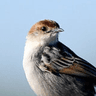 Levaillant's Cisticola