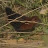 Red-chested Flufftail