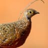 Burchell's Sandgrouse