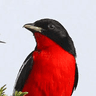 Crimson-breasted Shrike