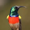 Greater Double-collared Sunbird