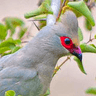 Red-faced Mousebird