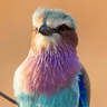 Lilac-breasted Roller