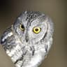 African Scops Owl