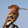 Eurasian (African) Hoopoe