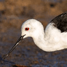 Black-winged Stilt