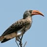 Bradfield's Hornbill
