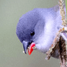 Swee Waxbill