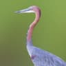 Goliath Heron