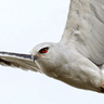 Black-winged Kite