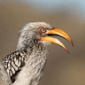 Southern Yellow-billed Hornbill