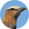 Purple Roller