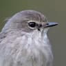 African Dusky Flycatcher