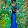 Indian Peafowl