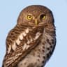African Barred Owlet