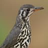 Groundscraper Thrush