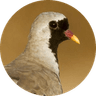 Namaqua Dove