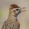 Red-capped Lark