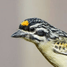 Yellow-fronted Tinkerbird