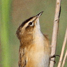 Sedge Warbler