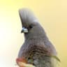White-backed Mousebird