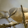 Long-billed Crombec