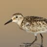 Baird's Sandpiper