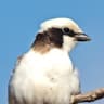 Southern White-crowned Shrike