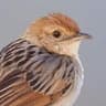 Wailing Cisticola